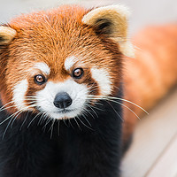 Buy canvas prints of Red Panda by Abeselom Zerit