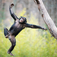 Buy canvas prints of Chimp in Flight by Abeselom Zerit
