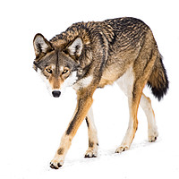 Buy canvas prints of Red Wolf in Snow VIII by Abeselom Zerit