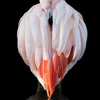 Buy canvas prints of Chilean Flamingo  IX by Abeselom Zerit