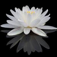 Buy canvas prints of White Water Lily by Abeselom Zerit
