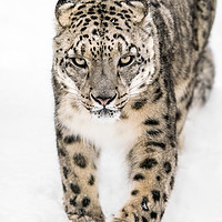 Buy canvas prints of Snow Leopard on the Prowl XIV by Abeselom Zerit