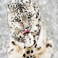 Buy canvas prints of Snow Leopard in Snow Storm IV by Abeselom Zerit