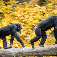 Buy canvas prints of Chimpanzee Pair III by Abeselom Zerit