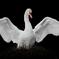 Buy canvas prints of Mute Swan by Abeselom Zerit