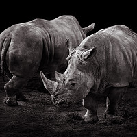 Buy canvas prints of White Rhinos by Abeselom Zerit