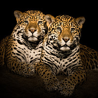 Buy canvas prints of Jaguar Pair V by Abeselom Zerit