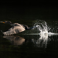 Buy canvas prints of Cormorant Takeoff by Abeselom Zerit