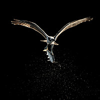 Buy canvas prints of Osprey in Flight With Catch XVIII by Abeselom Zerit