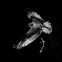 Buy canvas prints of Osprey Catch and Release by Abeselom Zerit