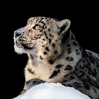 Buy canvas prints of Sunbathing Snow Leopard II by Abeselom Zerit