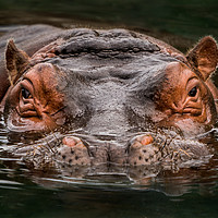 Buy canvas prints of Submerged Hippo by Abeselom Zerit