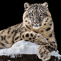 Buy canvas prints of Sunbathing Snow Leopard IV by Abeselom Zerit
