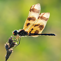 Buy canvas prints of Halloween Pennant XV by Abeselom Zerit