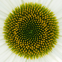 Buy canvas prints of Coneflower Closeup by Abeselom Zerit
