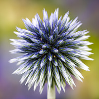 Buy canvas prints of Purple Globe Thistle by Abeselom Zerit