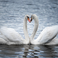 Buy canvas prints of Courting Mute Swans by Abeselom Zerit