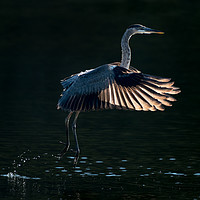 Buy canvas prints of Great Blue Heron in Flight V by Abeselom Zerit