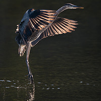 Buy canvas prints of Great Blue Heron in Flight IX by Abeselom Zerit