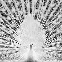 Buy canvas prints of White Peacock by Abeselom Zerit