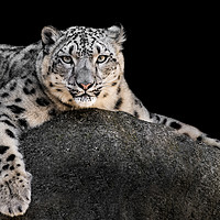 Buy canvas prints of Snow Leopard XXII by Abeselom Zerit
