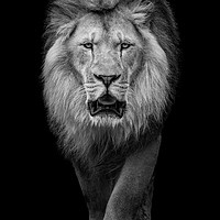 Buy canvas prints of African Lion VII by Abeselom Zerit
