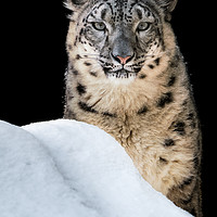 Buy canvas prints of Sunbathing Snow Leopard by Abeselom Zerit
