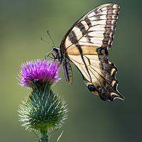 Buy canvas prints of Tiger Swallowtail on Purple Thistle by Abeselom Zerit
