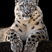Buy canvas prints of Sunbathing Snow Leopard III by Abeselom Zerit