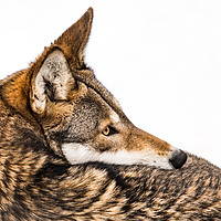 Buy canvas prints of Red Wolf in Snow IX by Abeselom Zerit