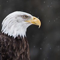 Buy canvas prints of Bald Eagle in Snow II by Abeselom Zerit