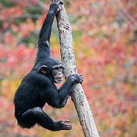 Buy canvas prints of Climbing Chimp II by Abeselom Zerit