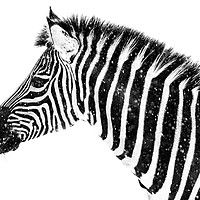 Buy canvas prints of Zebra in Snow VII by Abeselom Zerit