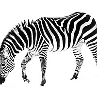 Buy canvas prints of Zebra in Snow V by Abeselom Zerit