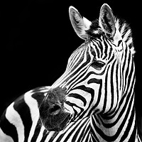 Buy canvas prints of Zebra Closeup by Abeselom Zerit