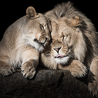 Buy canvas prints of Lion Siblings by Abeselom Zerit