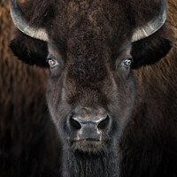 Buy canvas prints of American Bison II by Abeselom Zerit