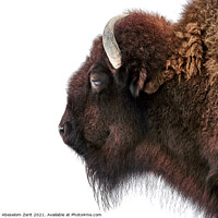 Buy canvas prints of American Bison VIII by Abeselom Zerit