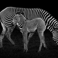 Buy canvas prints of Baby Zebra and Mother by Abeselom Zerit