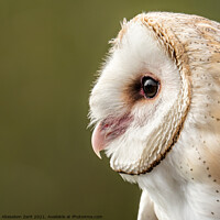 Buy canvas prints of Barn Owl II by Abeselom Zerit