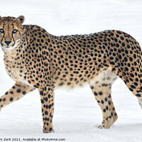 Buy canvas prints of Cheetah in Snow by Abeselom Zerit