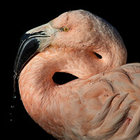 Buy canvas prints of Chilean Flamingo by Abeselom Zerit