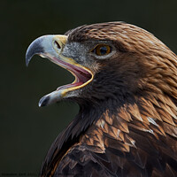 Buy canvas prints of Golden Eagle III by Abeselom Zerit