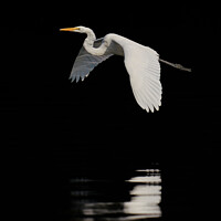 Buy canvas prints of Great Egret VI by Abeselom Zerit