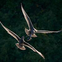 Buy canvas prints of Gull Chase by Abeselom Zerit