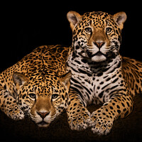 Buy canvas prints of Jaguar Pair IV by Abeselom Zerit