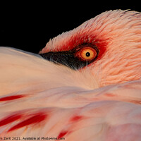 Buy canvas prints of Lesser Flamingo Closeup by Abeselom Zerit