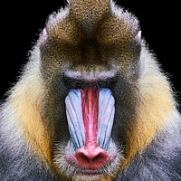 Buy canvas prints of Mandrill XIX by Abeselom Zerit