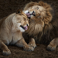 Buy canvas prints of Lion Siblings IV by Abeselom Zerit