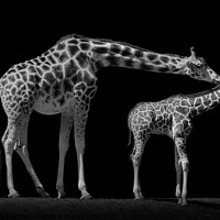 Buy canvas prints of Mother and Baby Giraffe by Abeselom Zerit